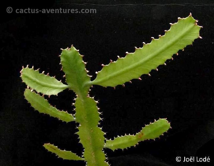 Euphorbia dawei P1120674